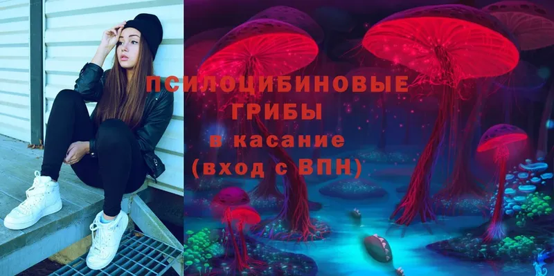 Псилоцибиновые грибы Psilocybe  сайты даркнета официальный сайт  Ейск  наркота 