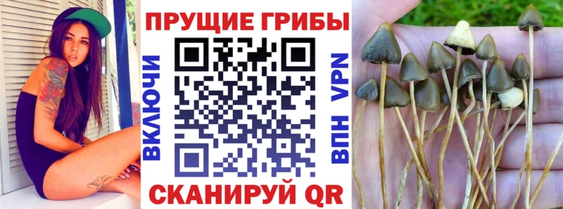 МЕГА ONION  дарк нет состав  Псилоцибиновые грибы Psilocybe  Ейск 